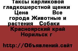 Таксы карликовой гладкошерстной щенки › Цена ­ 20 000 - Все города Животные и растения » Собаки   . Красноярский край,Норильск г.